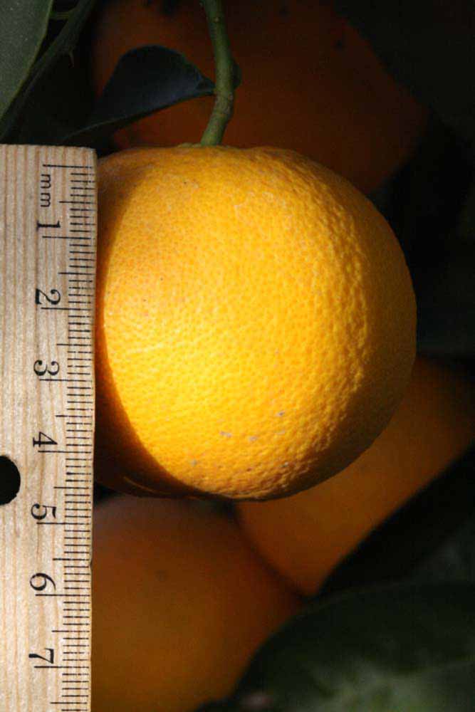                 Fruit (Precoce de Valence, Riverside,   CA)       